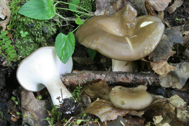 Polyporus strano